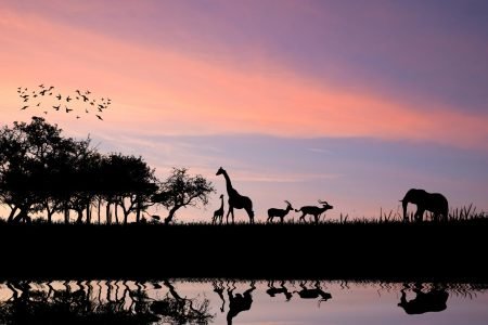 Unique Places to Stay in Africa: From Safari Lodges to City Apartments