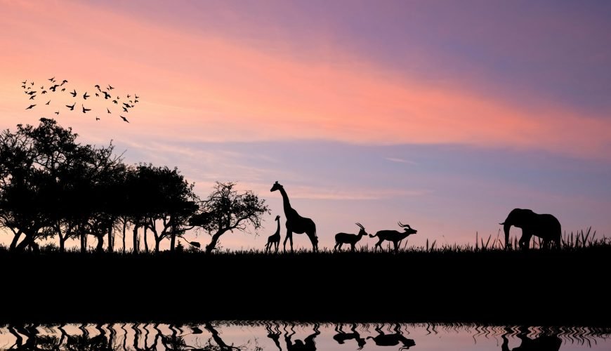Unique Places to Stay in Africa: From Safari Lodges to City Apartments
