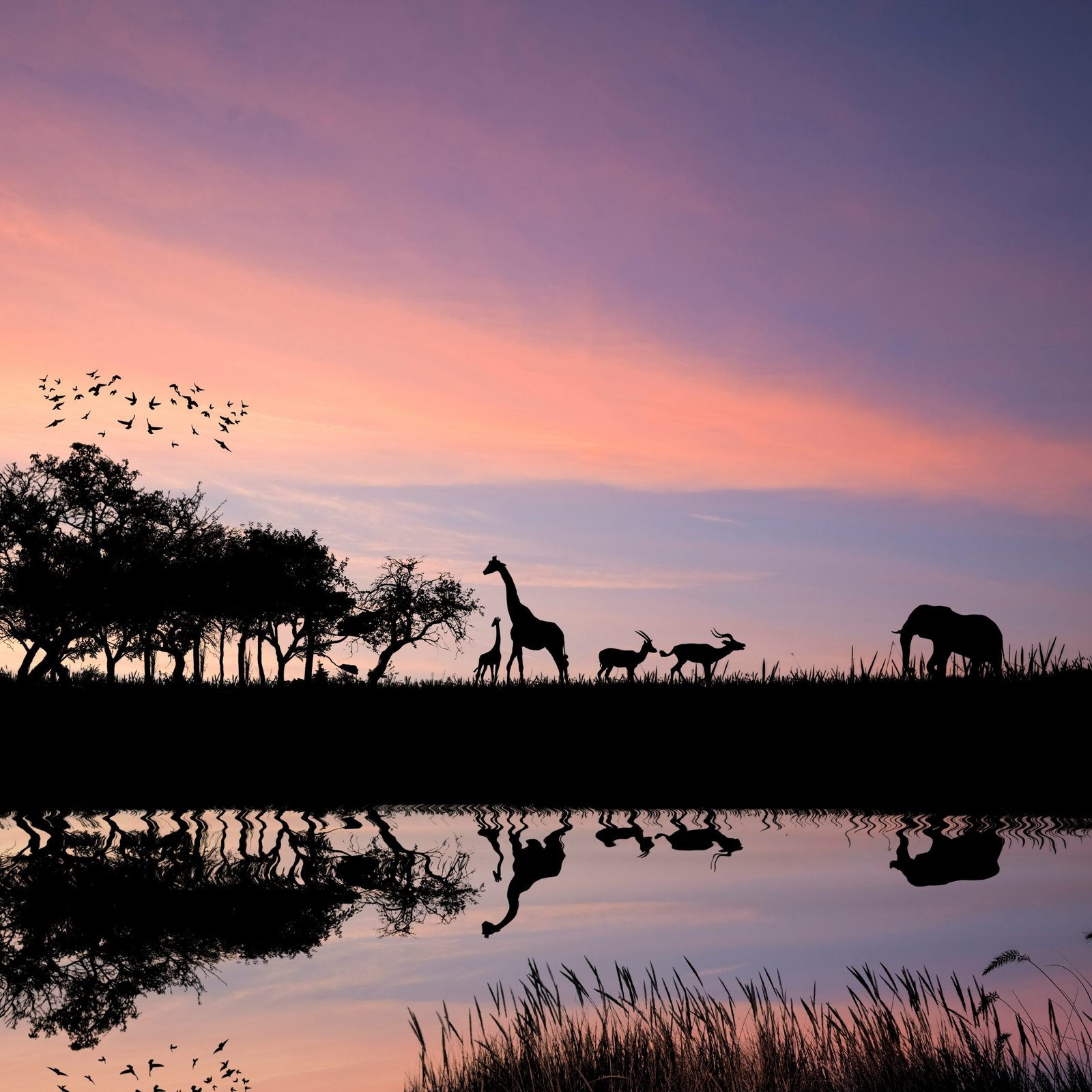 Unique Places to Stay in Africa: From Safari Lodges to City Apartments